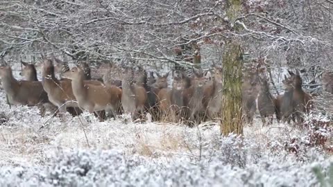 Snowy Snowy Winter, a beautiful compilation