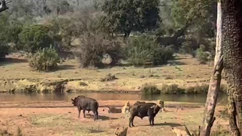 Buffalo Attack