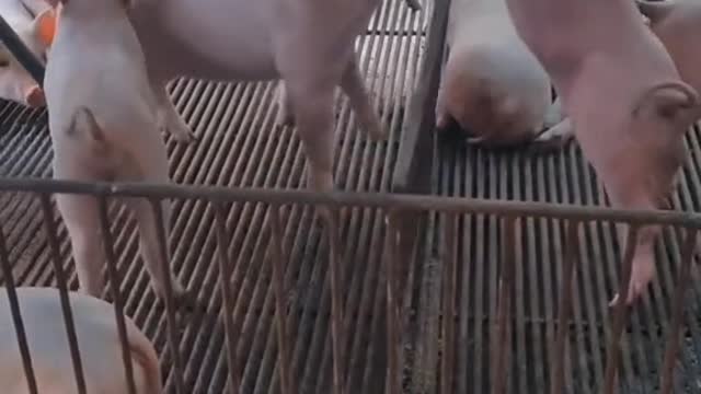 Piglet fighting made me laugh, super cute