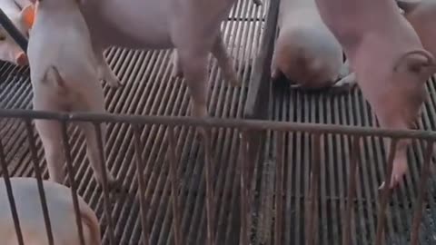 Piglet fighting made me laugh, super cute