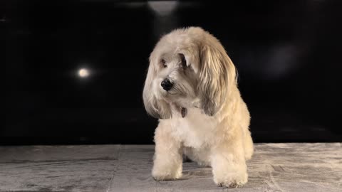 A VERY Cute White pet Dog Sitting SO NIIIIICE