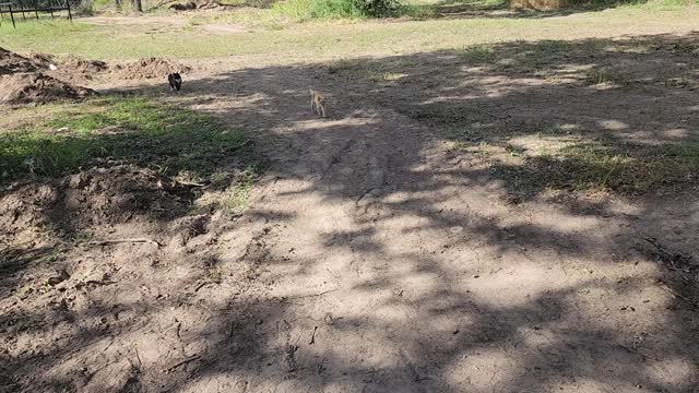 Kittens hanging out.