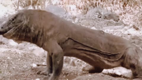 Komodo dragon