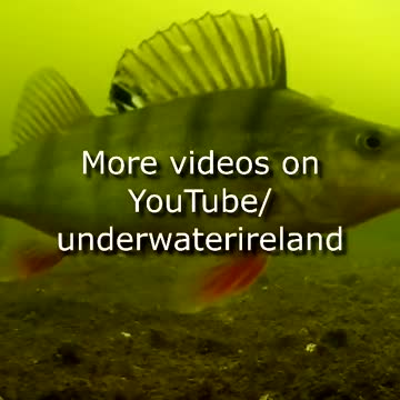 "Intelligence Under the Sea: The Clever Behaviors of Cleaner Fish and Octopus"