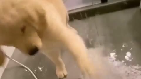 Dog drinking the water 💦💦 🐕🐕