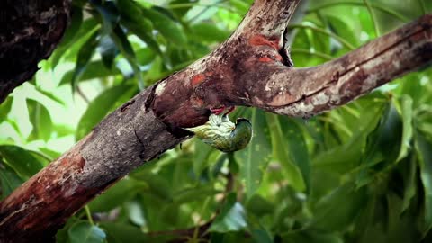 Nature Bird