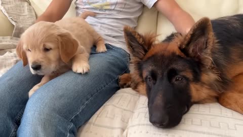 German Shepherd Meets Puppies for The First Time