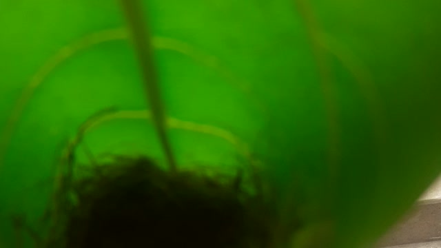 Bird Hidden Nest In a leaf.