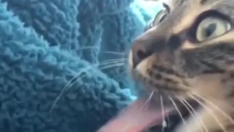 Funny pets viral videos 😍🐱🐈