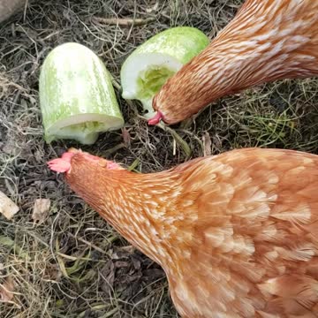 Will 🐔 Chickens 🐔 eat Cucumbers?? #shorts