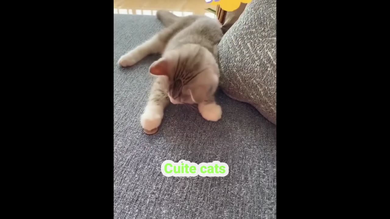 Cats Funny and cuite Cats videos