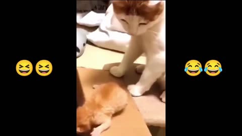 Funny cat video part 3