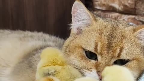 Scottish straight cat and chicks🐥🐈