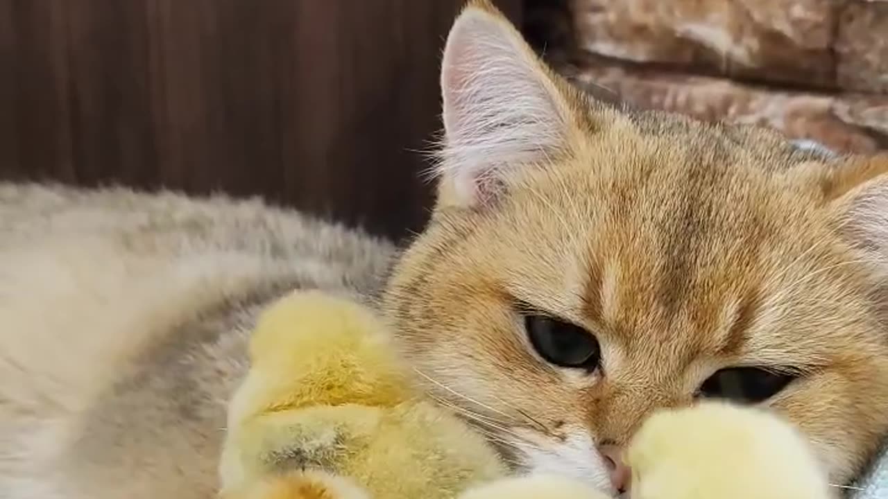 Scottish straight cat and chicks🐥🐈