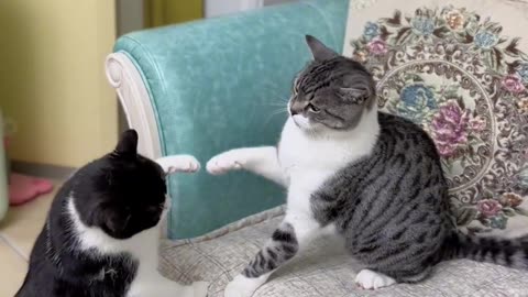 Funny animal|funny animals video|try not to laugh #cute & #funny - #cat - #video - #shorts