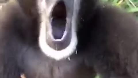 Monkey shouting