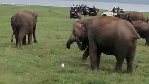 Elephants