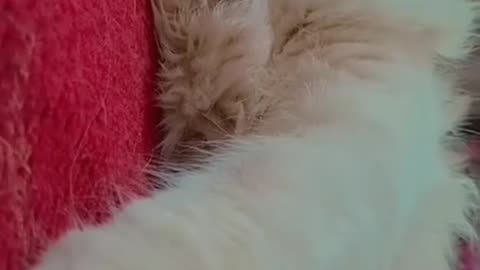 Cuteness Overload.beautiful cat video.