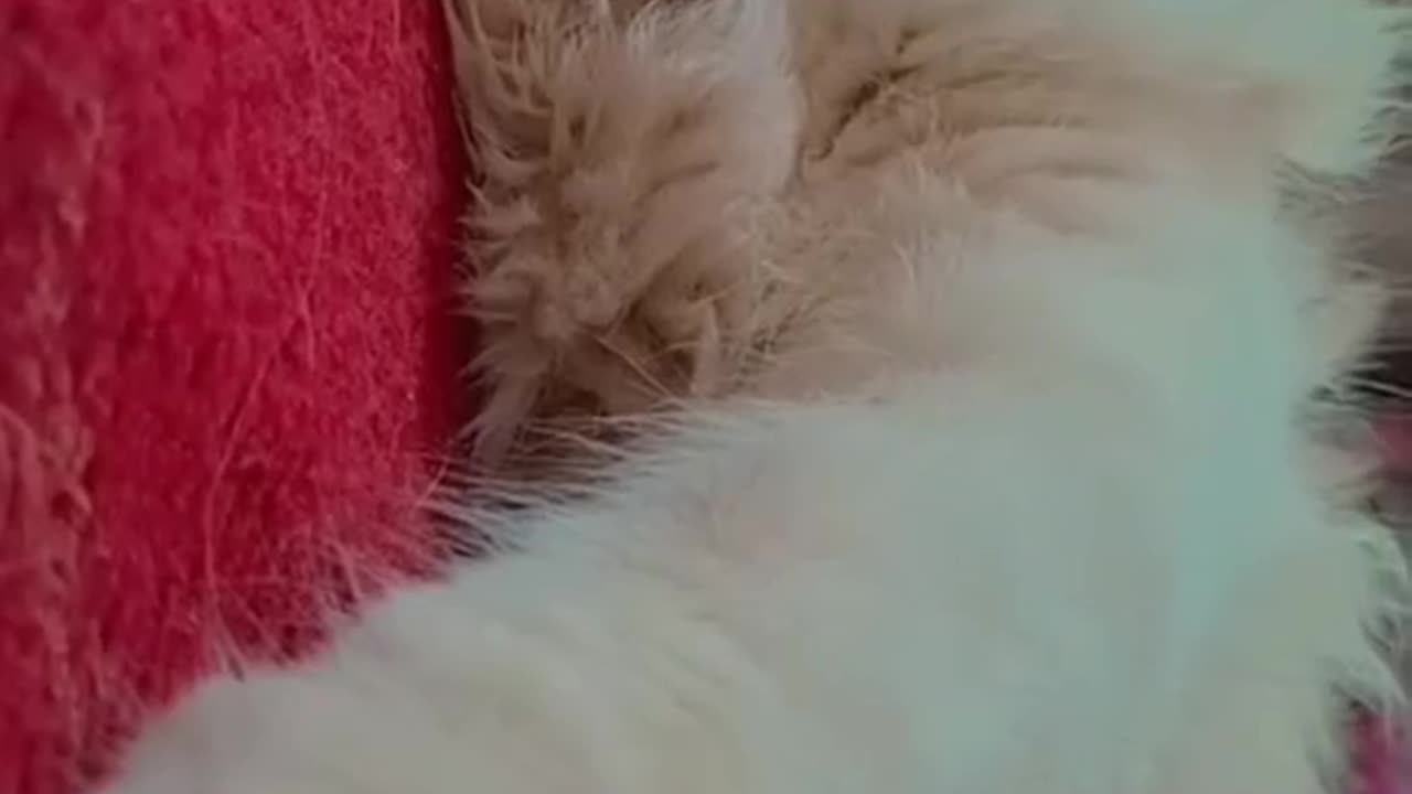Cuteness Overload.beautiful cat video.