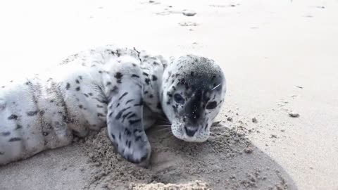 Baby Seal