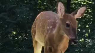 Feeding a baby deer