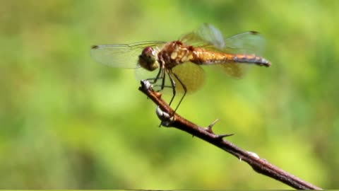 Band-winged meadowhawk flying to and from a twig