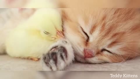 Kitten sleeps sweetly with the Chicken 🐥