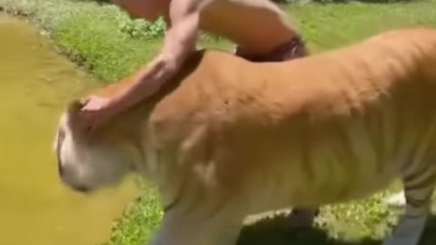 Best Funny Animal Videos of the year