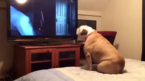Dog watch a horror movies 🤣🤣