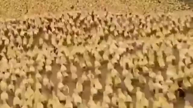 Wave of Baby Chickens