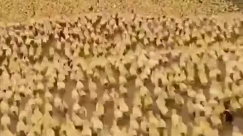 Wave of Baby Chickens