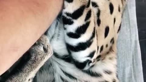 Hisses are like kisses 😹