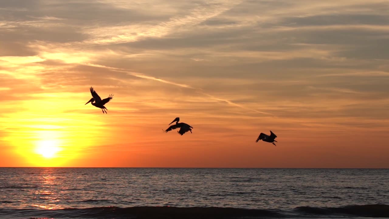 Pelicans at Sunset