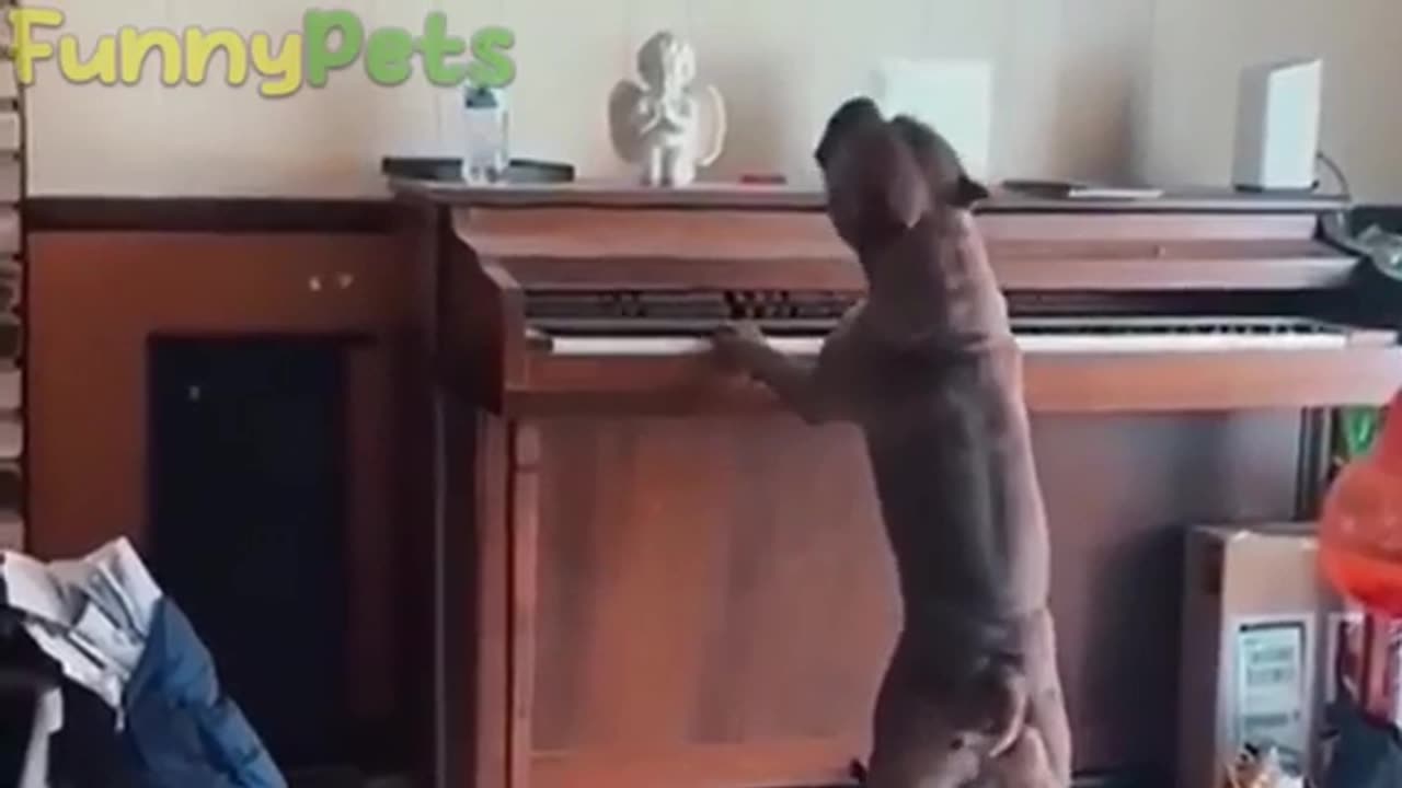 Funny animal videos 😂