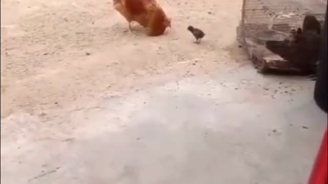 The battle of the little chicken and the giant chicken