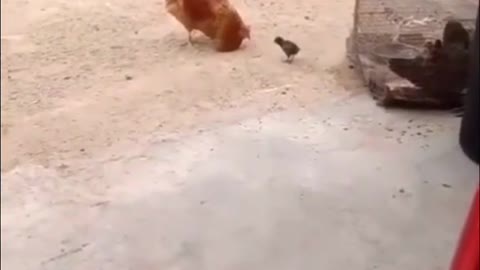 The battle of the little chicken and the giant chicken