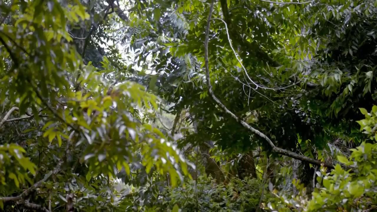 Can Hawk Attack Squirrel On The Tree _