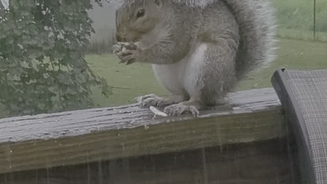 Squirrel Has a Tailbrella