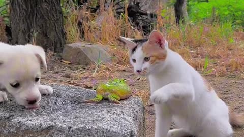 cat with cat