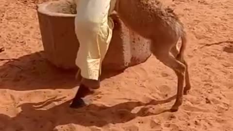 Child verses donkey