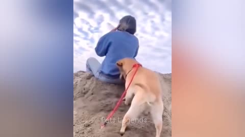 Hilarious Animals 2023 Latest Funny Cat and Dog Videos