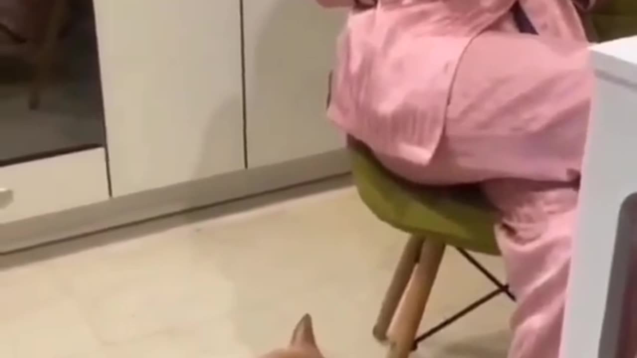 Funny pets cats 2023 |Episode6 season1 ||Vlog9