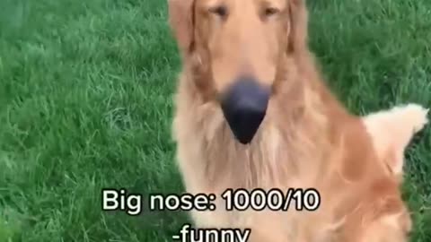 Funny Dogs Compilation 2023