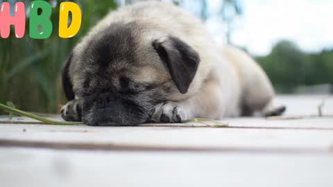 Dog Pug Sleep Animal Pet cute cat video