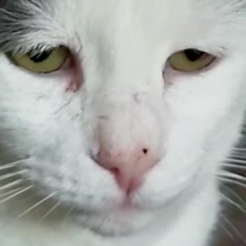 Grumpy Cat Doesn't Want Anyone Talking To Him