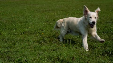 golden retriever runs over grass in slow motion