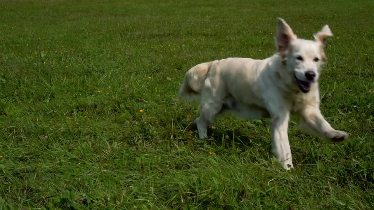 golden retriever runs over grass in slow motion