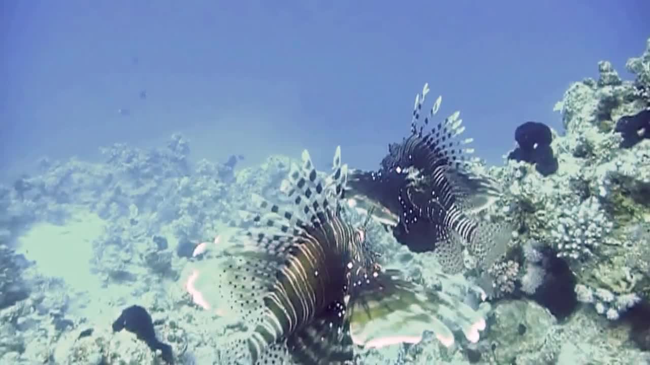 lion fish underwater. #fish