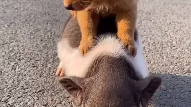It’s cute but take him of the pig obviously dosent like it
