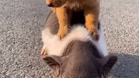 It’s cute but take him of the pig obviously dosent like it
